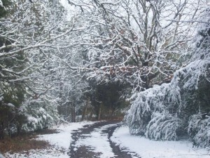 Down the lane in the snow